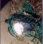 Vườn quốc gia Côn Đảo phối hợp với Resort Sixsenses cứu hộ 1 cá thể rùa biển bị mắc lưới