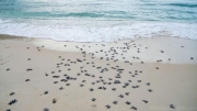 Chương trình tình nguyện viên mùa hè năm 2020, tham gia bảo tồn rùa biển tại Côn Đảo, tỉnh Bà Rịa - Vũng Tàu, Việt Nam