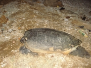 Bảo tồn, bảo vệ quần thể và nơi sinh cư của rùa biển