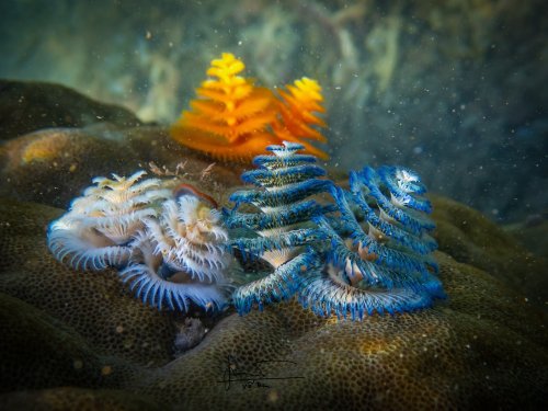 Các loài sinh vật biển