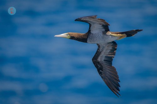 Hình ảnh các loài chim tại Hòn Trứng- Côn Đảo