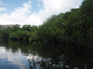 Vẹt Hainessii (Bruguiera hainessii)- Loài nguy cấp, quý, hiếm tại Vườn quốc gia Côn Đảo