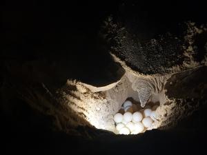Bạn biết gì chưa? Năm nay rùa mẹ đến vườn quốc gia Côn Đảo đẻ trứng sớm