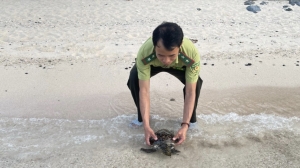 Cứu cá thể rùa biển quý hiếm vướng lưới nhựa trôi trên biển