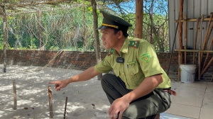 'Bà đỡ' cho rùa ở Côn Đảo