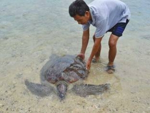 Giải cứu rùa biển sắp lên… bàn nhậu