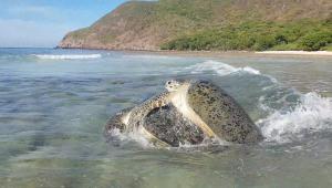 Vườn quốc gia Côn Đảo - bắt gặp cảnh tượng hiếm có vào mùa sinh sản của loài rùa biển
