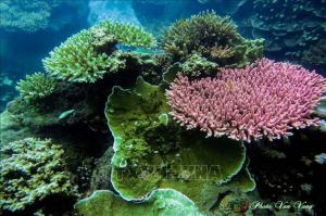 Vườn Quốc gia Côn Đảo trở thành Vườn Di sản ASEAN