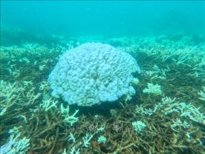 Tái diễn hiện tượng san hô chết, bị tẩy trắng tại Côn Đảo