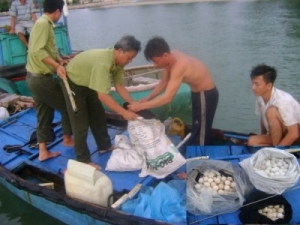 Bắt quả tang hai đối tượng khai thác 498 trứng rùa biển trái phép tại Vườn quốc gia Côn Đảo
