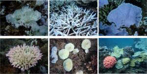 Hiện trạng và giải pháp phục hồi san hô bị tẩy trắng tại Côn Đảo