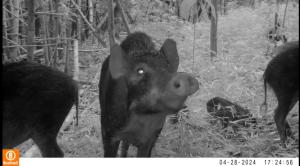 “Bẫy Ảnh” Trợ Thủ Đắc Lực Trong Việc  Bảo Tồn Động Vật Hoang Dã tại Vườn quốc gia Côn Đảo