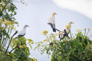Rong ruổi phương Nam : Kỳ vĩ thiên nhiên ở Côn Đảo