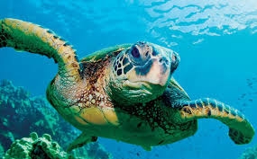 Rùa biển - sứ giả đại dương