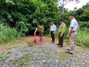 Tiến hành thả 7 cá thể khỉ về rừng