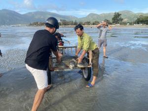 Giải cứu cá thể rùa biển quý hiếm nặng 80kg thả về tự nhiên