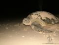 TOUR WATCHING SEA TURTLES LAYING EGGS IN BAY CANH ISLAND