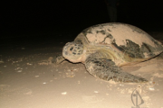 TOUR WATCHING SEA TURTLES LAYING EGGS IN BAY CANH ISLAND