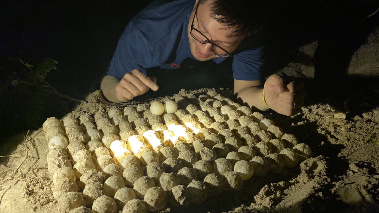 Tour to see turtles laying eggs at night at Bay Canh island