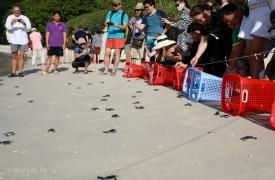 Bay Canh island turtle release tour