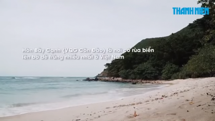 Đội hộ sinh rùa biển độc đáo nhất Việt Nam ở Côn Đảo